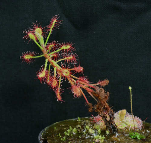 D_madagascariensis1.jpg