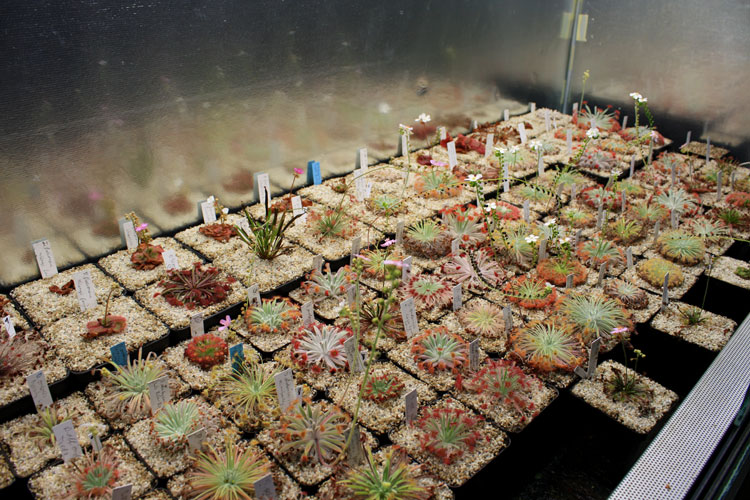 Terrarium.jpg