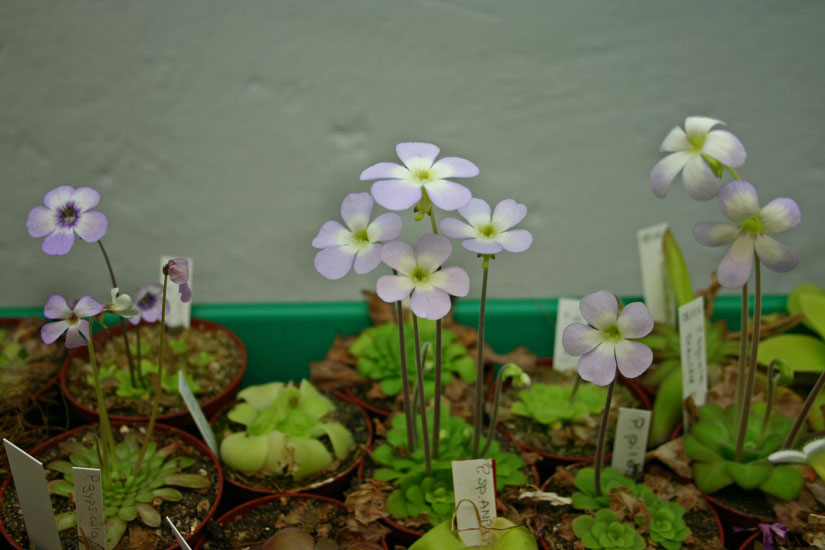 P_6693.jpg