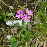 Primula halleri