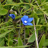 Gentiana verna