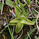 Pinguicula vulgaris