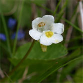 Pinguicula alpina