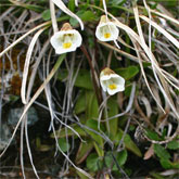 Pinguicula alpina