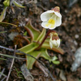 Pinguicula alpina