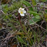 Pinguicula alpina