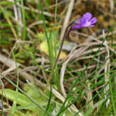 Pinguicula vulgaris