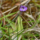 Pinguicula vulgaris