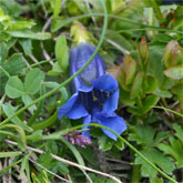 Gentiana clusii