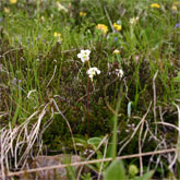 Pinguicula alpina