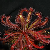 D_ascendens2_small