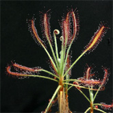 D_chrysolepis2_small