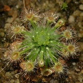 D_citrina2_small