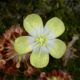 D_citrina3_small