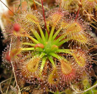 D_ericks_pulchella