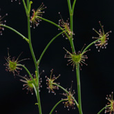 D_graniticola1_small