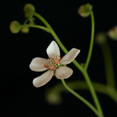 D_graniticola4_small