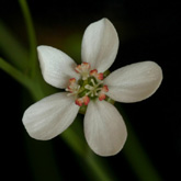 D_graniticola5_small