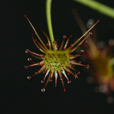 D_graniticola6_small