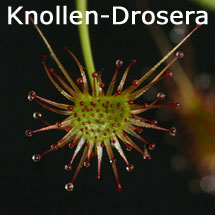 D_graniticola6_small1