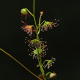 D_macrantha1_small