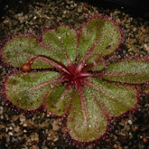 D_macrophylla1_small