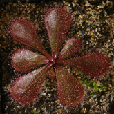 D_macrophylla2_small