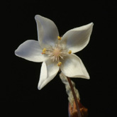 D_macrophylla6_small