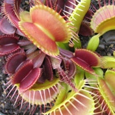 D_muscipula1_small