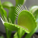 D_muscipula2_small