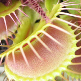 D_muscipula_small