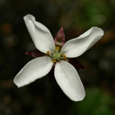 D_orbiculata1_small