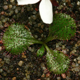 D_orbiculata2_small