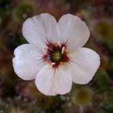 D_pulchella1_small