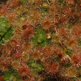 D_pulchella3_small