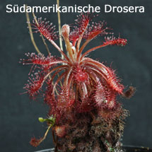 D_roraimae_small