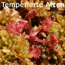 D_rotundifolia_start