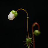 D_salina2_small