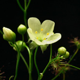 D_zigzagia6_small
