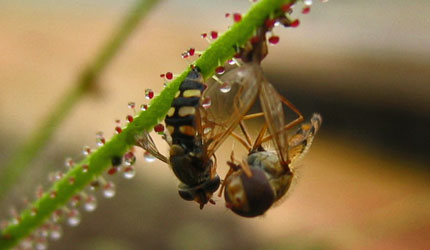 Drosophyllum lusitanicum