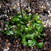 G_filiformis3_small