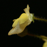 G_filiformis6_small