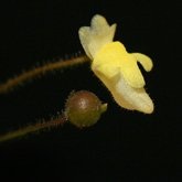 G_filiformis7_small