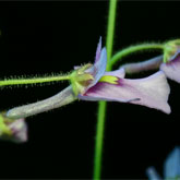 G_flexuosa_GM1_small
