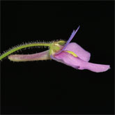 G_flexuosa_GM2_small