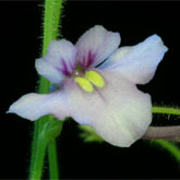 G_flexuosa_GM_small