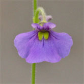 G_flexuosa_IT1_small