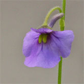 G_flexuosa_IT1_small1