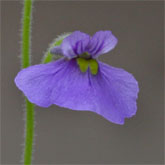 G_flexuosa_IT2_small