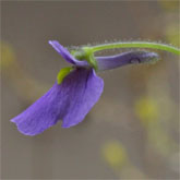 G_flexuosa_IT_small